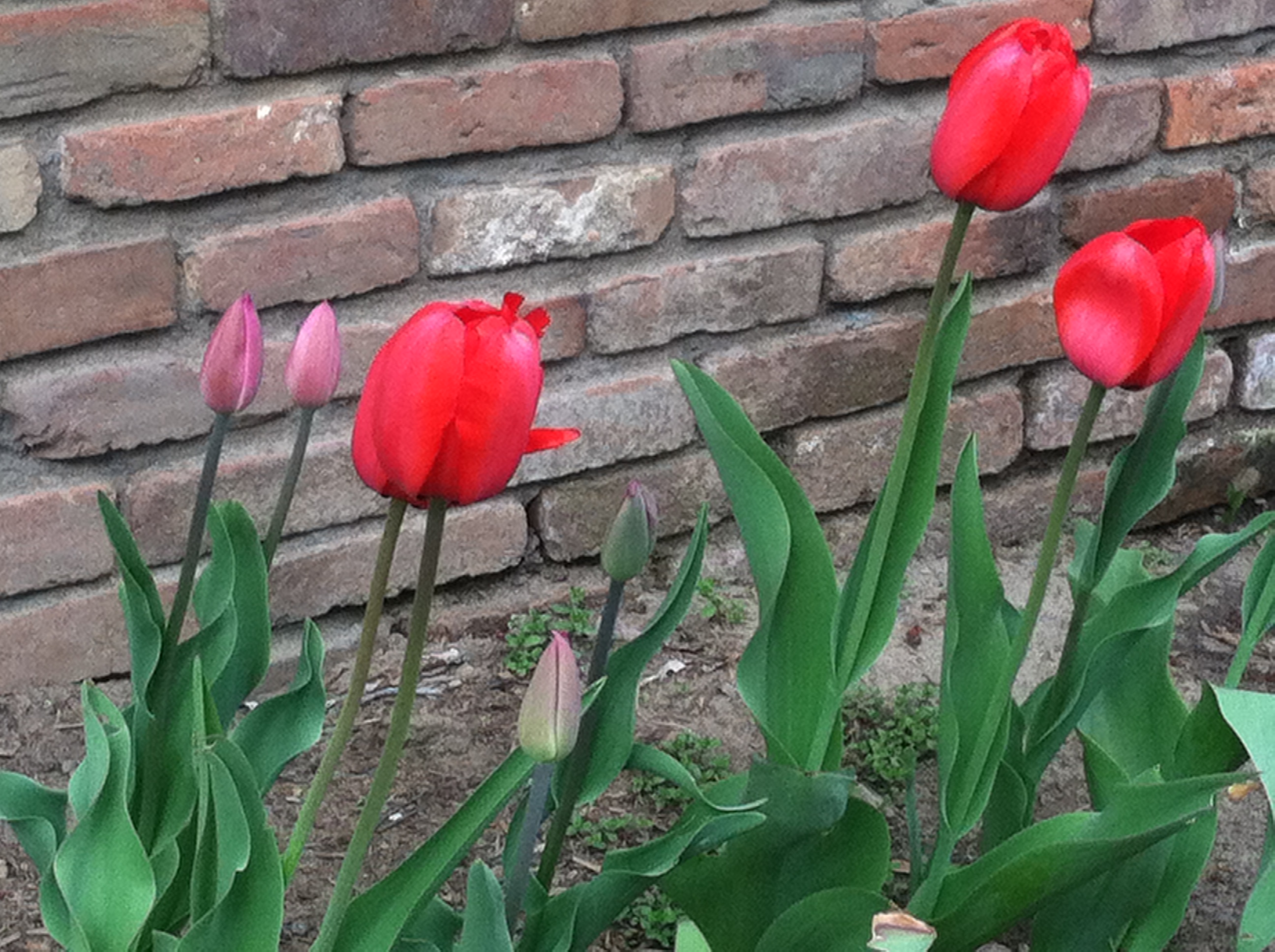 Tulips.JPG12