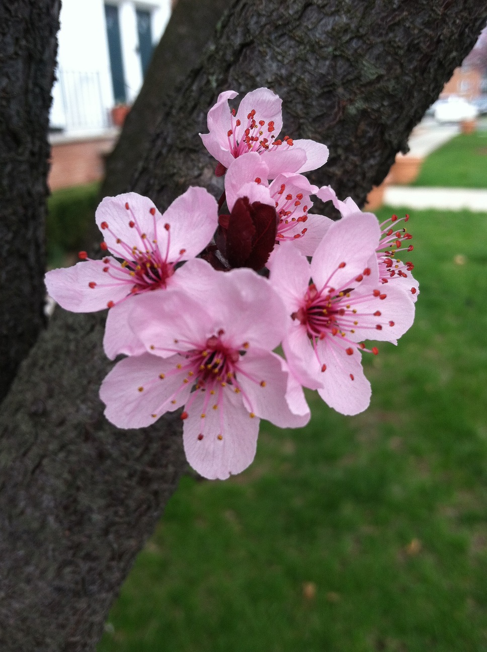 tree blossoms 1